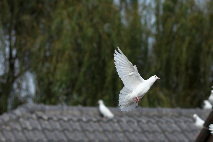 鸽子喝水量大拉水便是什么原因,鸽子为什么一边喝水一边漏水