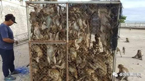 大型阉割现场，泰国猴哥一日之间集体变太监