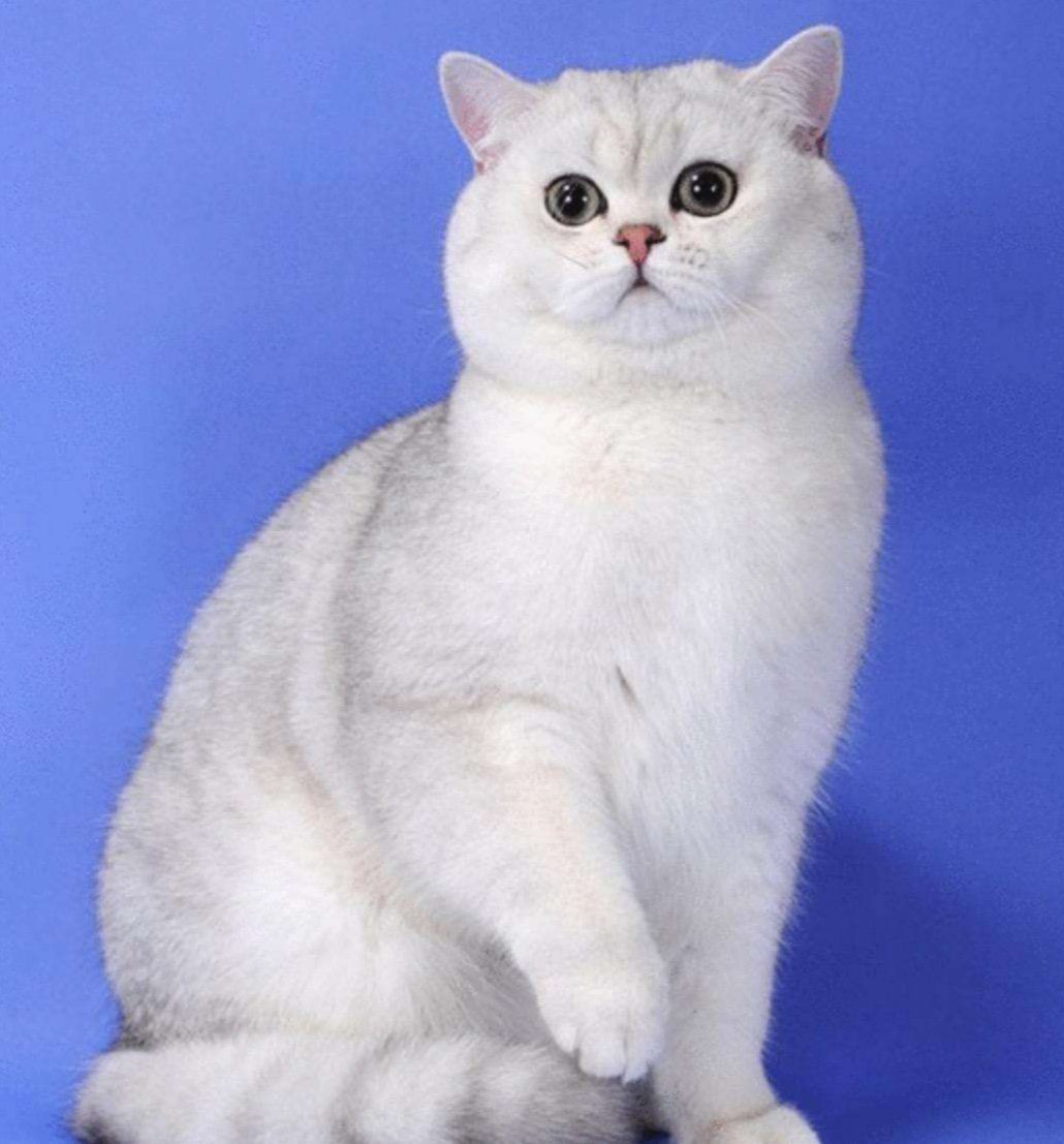 英短蓝猫最近发现毛的颜色发黄,蓝猫和什么颜色英短配出来三花