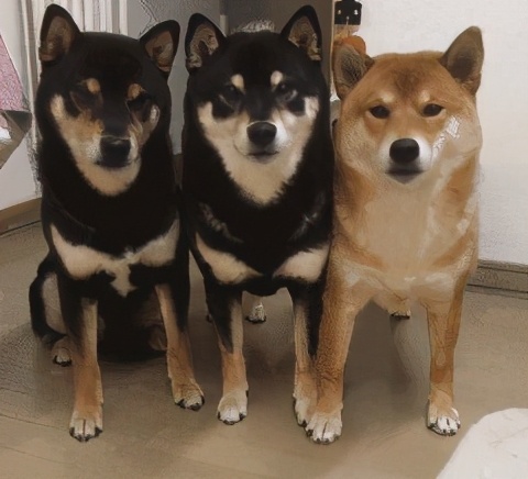 狗狗中毒急救用药,朱医生后续怎么样了