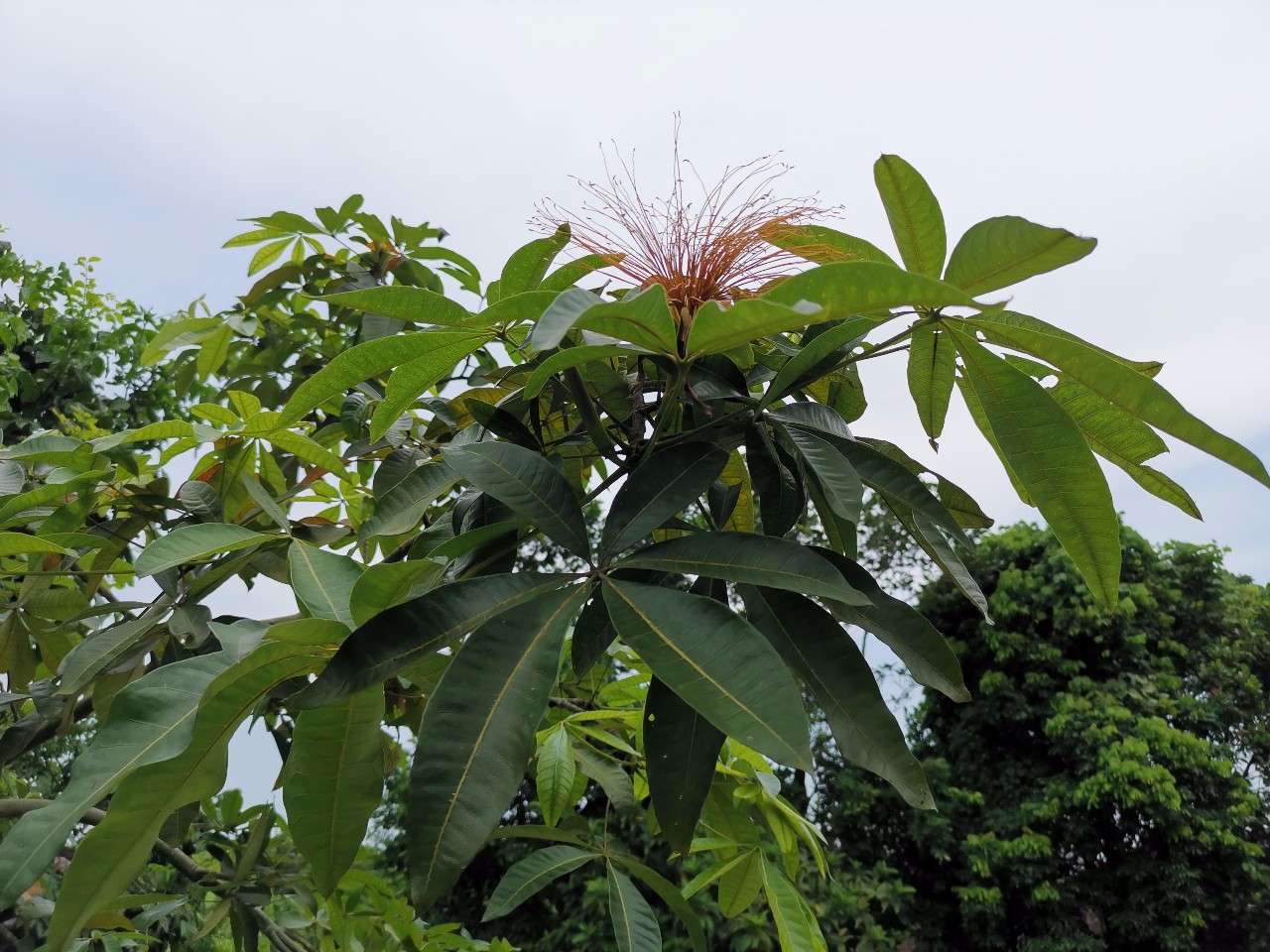 种门口的开花植物,在家门口种的发财树开花好吗