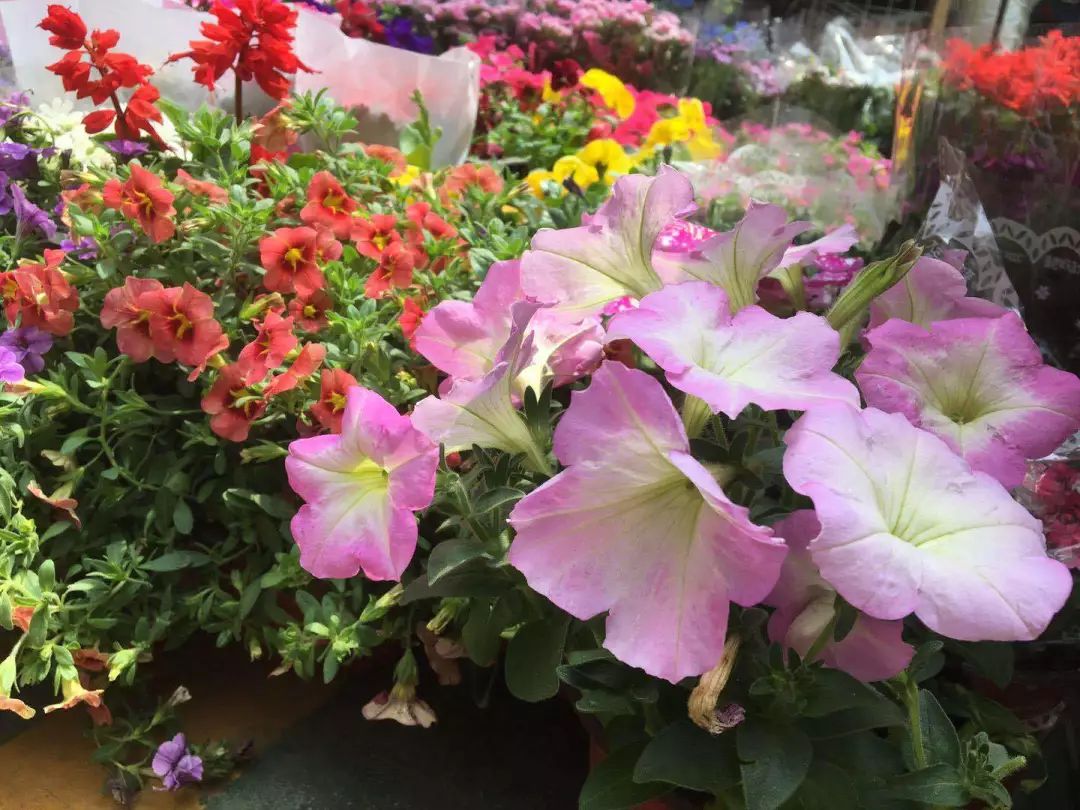 大连网上买花哪个平台好,大连买花到哪里