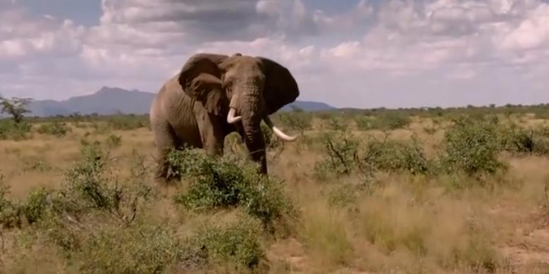 大象大战100只多头蛇,大象之间的求偶战