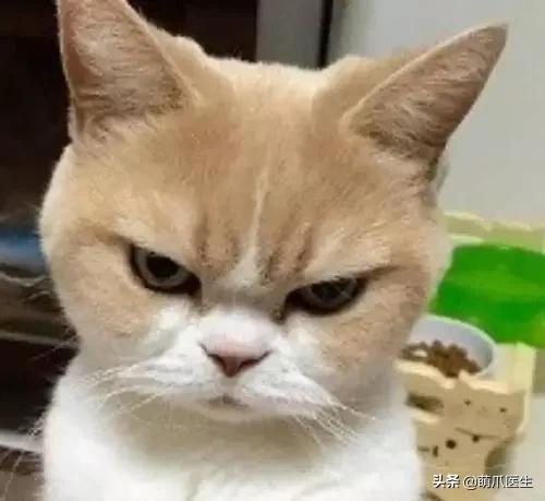 猫味道大是为什么,猫的味道和气味有什么区别