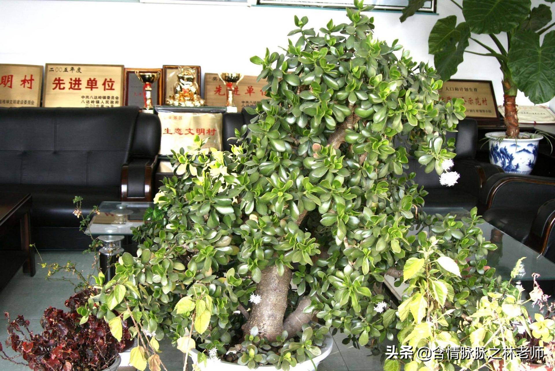 室内三种最旺家庭养植物,家居绿植哪些不适宜养