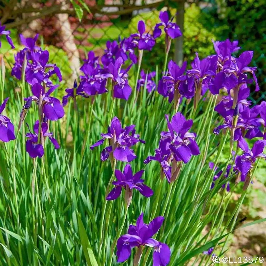 春天开的花有哪些常见又漂亮,十大名花在春天开的有哪些