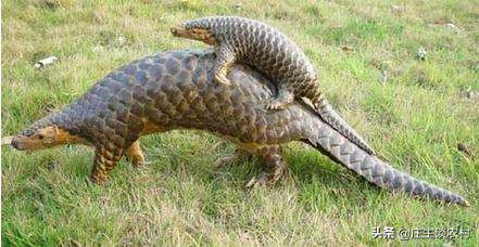 保护的小动物有哪些,保护类小动物