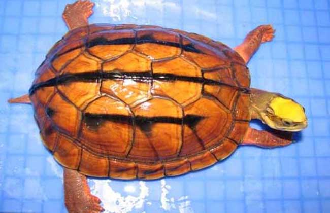 三线龟和金钱龟有什么区别,三线闭壳金钱龟