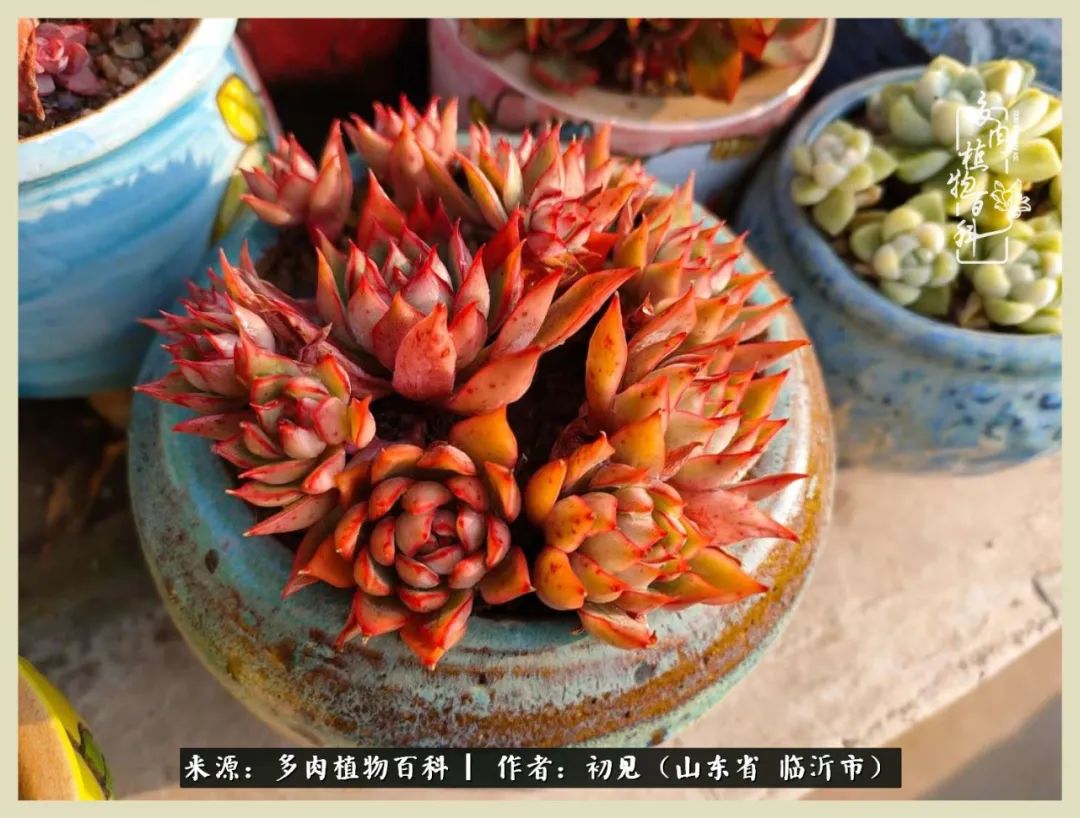 和多肉植物相伴,和多肉相处的心情