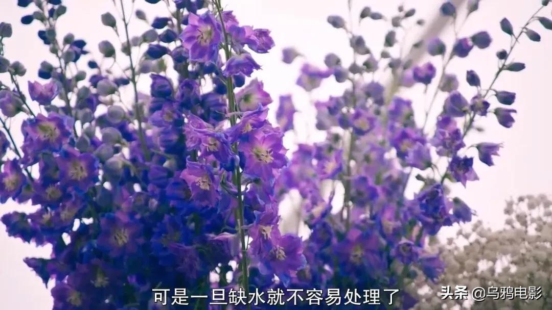 这也能拍出花?网飞又开挂了,每集都让我惊掉下巴