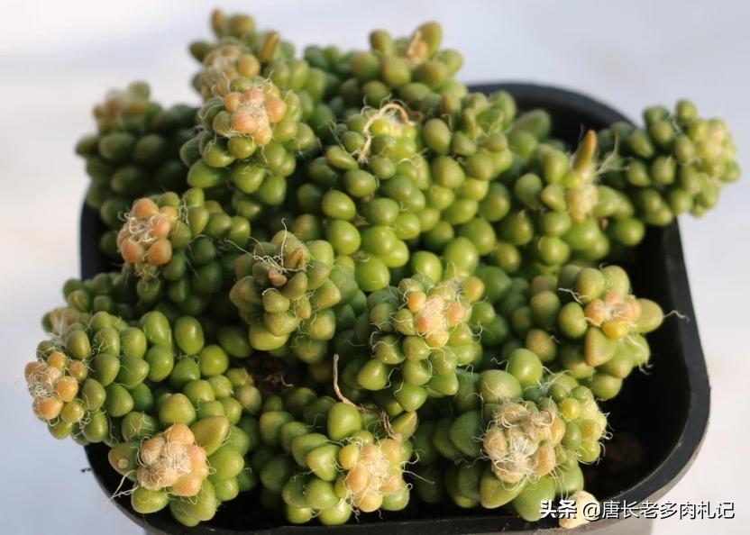 多肉茶笠盆景的养护,多肉彩色茶笠喜欢阳光吗