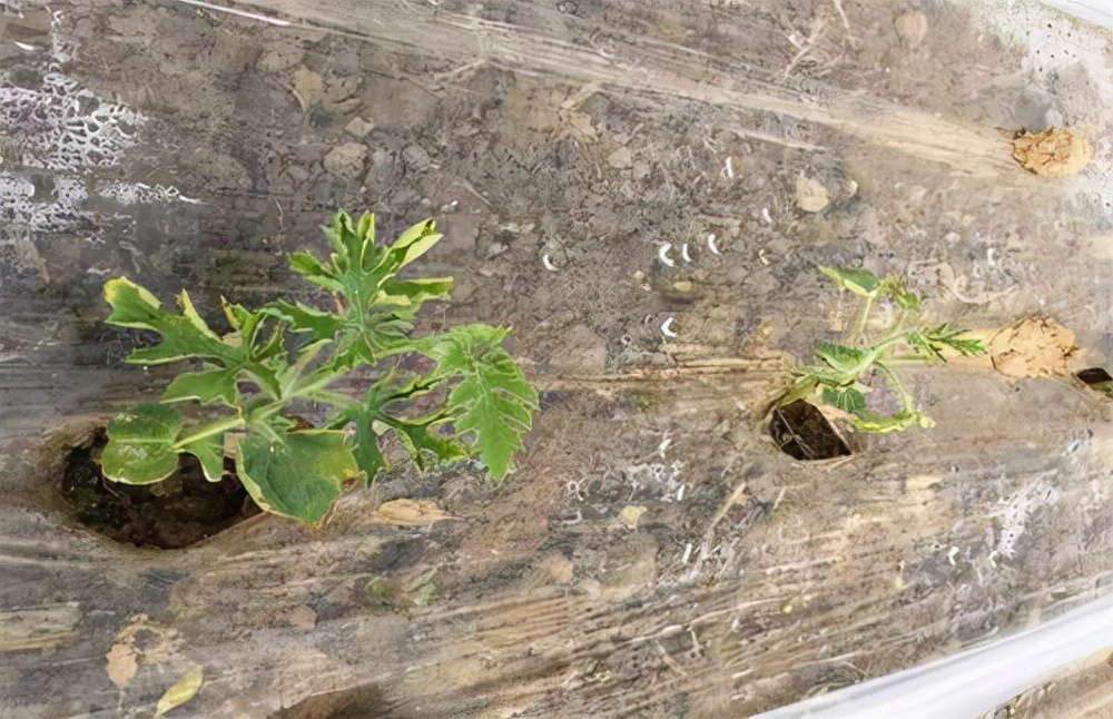 西瓜僵苗出现白根是不是缓过来了,西瓜僵瓜原因有哪些