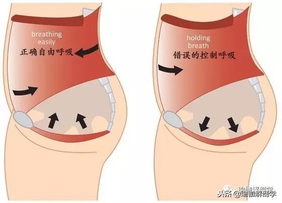 产后盆底肌修复和腹直肌修复区别 (产后修复盆底肌凯格尔运动30分钟)