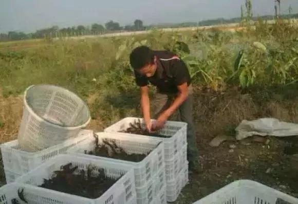 适合45至55岁创业项目小龙虾养殖,养殖小龙虾前景怎样