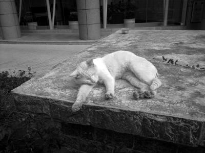 家里宠物去世了怎么缓解心情,厦门宠物狗死了怎么处理