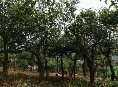 中国六大普洱茶山,普洱真正的六大茶山