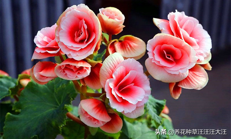 丽格海棠怎么养长得高开花多,丽格海棠开的花越来越小