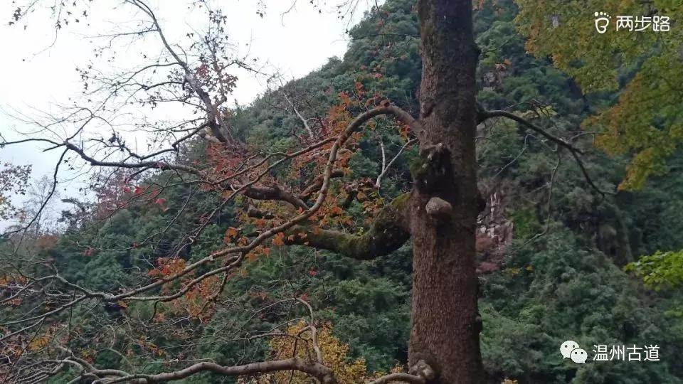 温州茶山红枫古道,浙江温州永嘉红枫古道