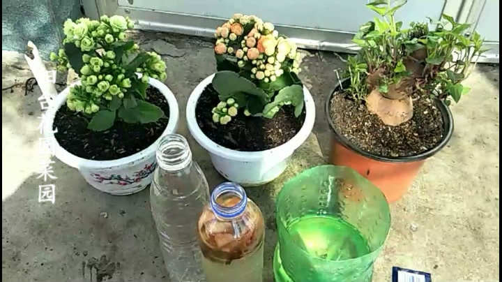 养花多长时间浇一次营养液,养花便宜又好养