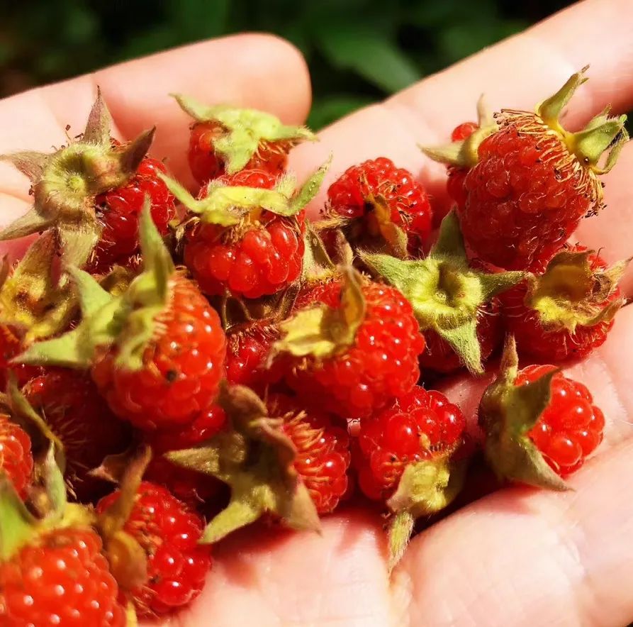 春日自然教育,春日茶语正能量