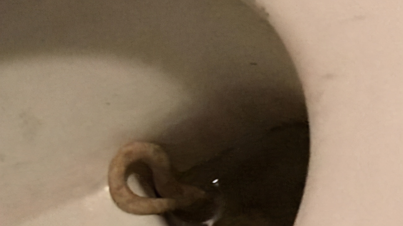 女子被蟒蛇咬伤,男子上厕所被蛇给咬