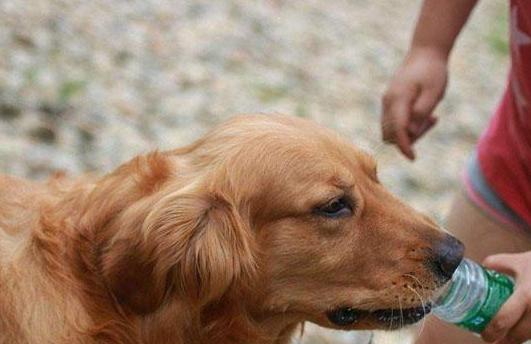 狗狗大量饮水会导致吐黄水吗,狗狗晚上喝水特别频繁是怎么回事