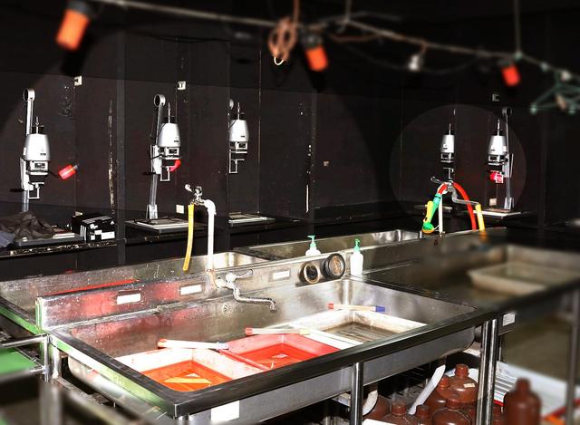 现实中拍摄到的翼龙,一百年前翼龙照片