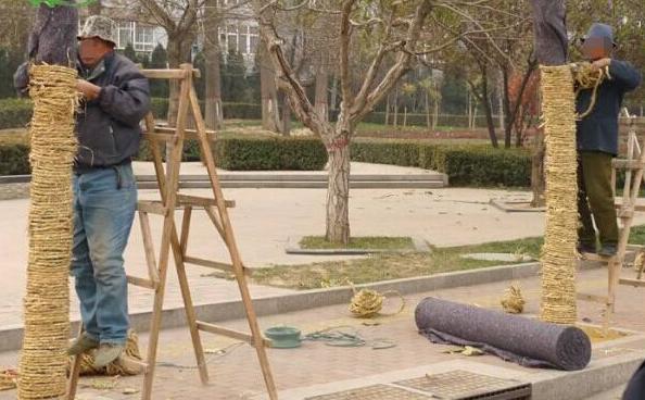 大树缠草绳的正确方法,大树根缠草绳的正确方法