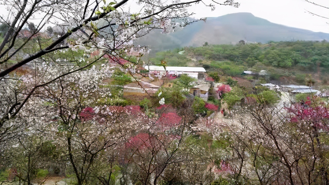 广东看樱花旅游景点推荐,广东樱花打卡景点