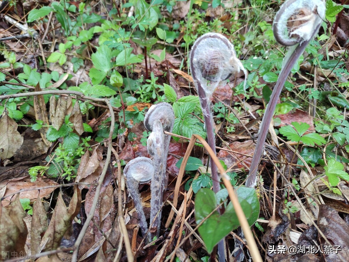 常见野菜的种类和图片大全 (各种野菜大全带图片)