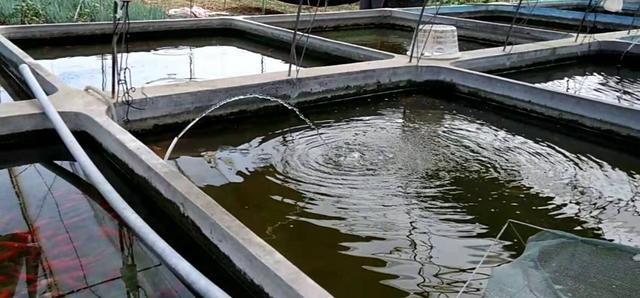 鱼缸过滤棉哪一种过滤好,鱼缸过滤一般用几层过滤棉