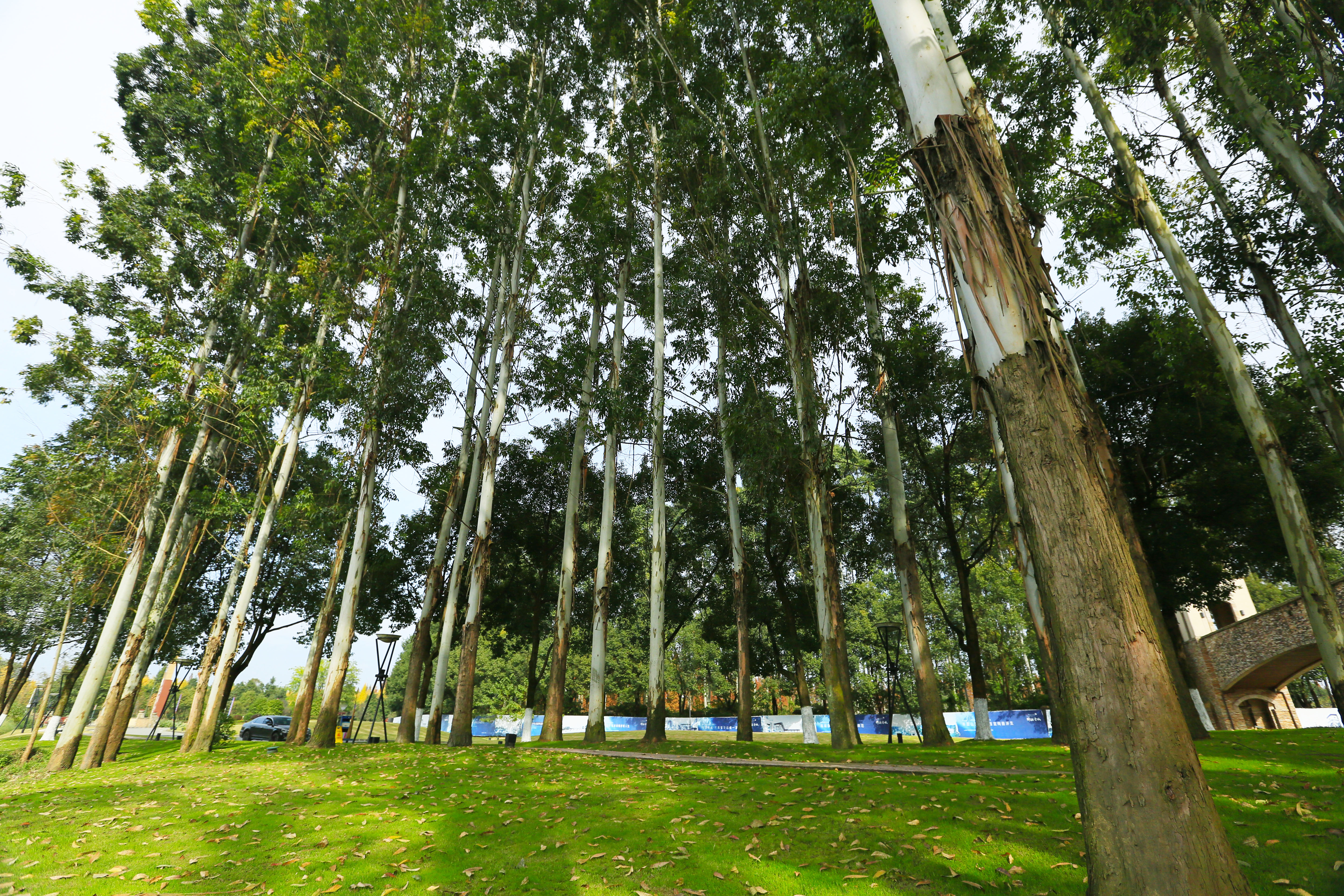 桉树林风景,自然生长的桉树林