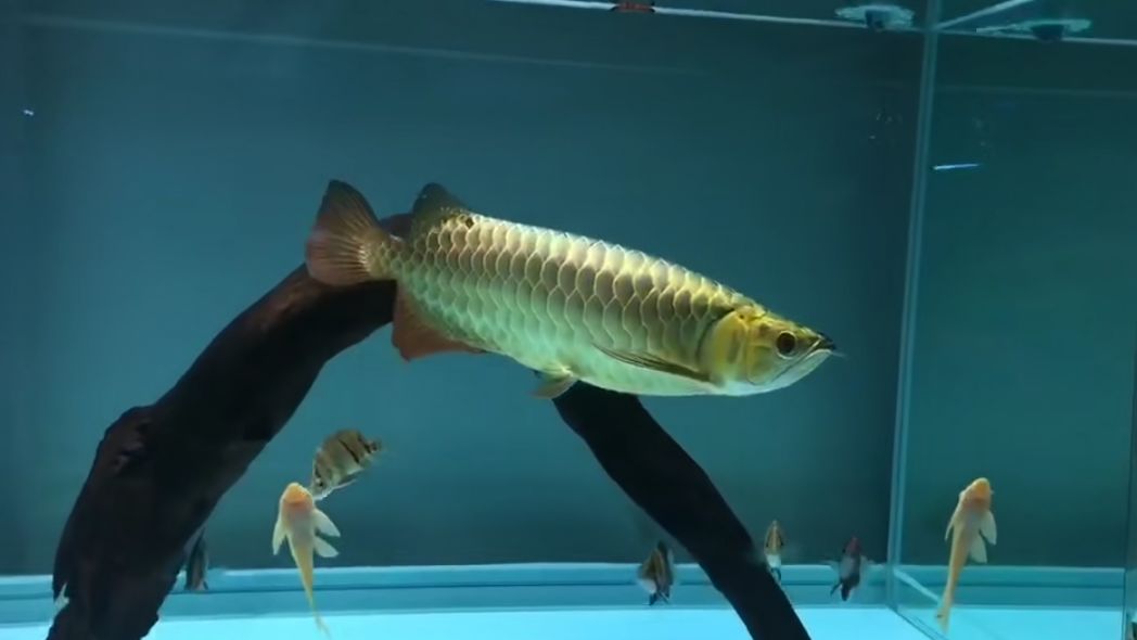 潮汕小伙卖金龙鱼,潮汕90后男生卖金龙鱼