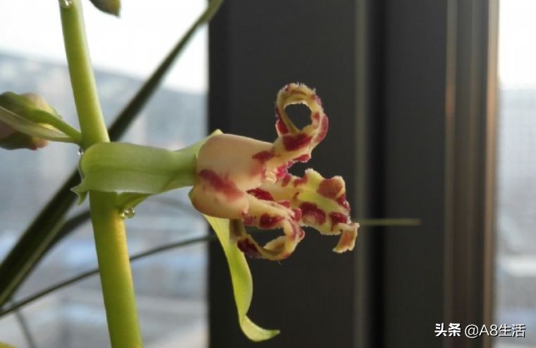 蕙兰兰花品种排名,蕙兰花精品品种