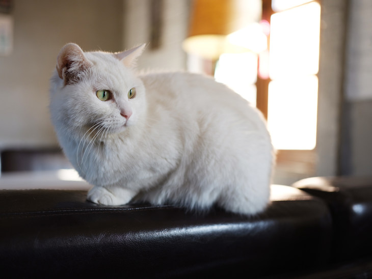 富士gfx50s2代中画幅相机值得买吗,富士中画幅相机gfx50sii测评