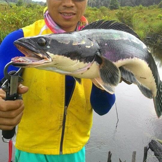 铁血战士打黑武士,铁血战士打特种兵