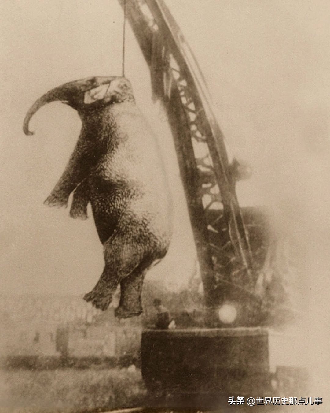 1916年大象被处死的真相可信吗,1916美国一头大象被绞刑