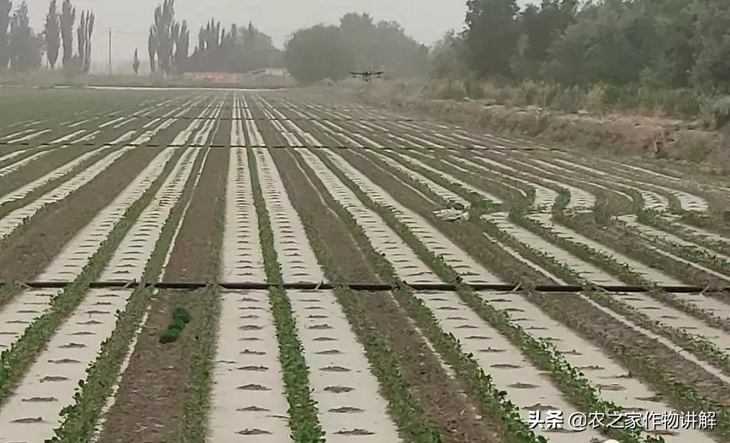 枯草芽孢杆菌是调水还是解毒,肥料枯草芽孢杆菌的作用及功效