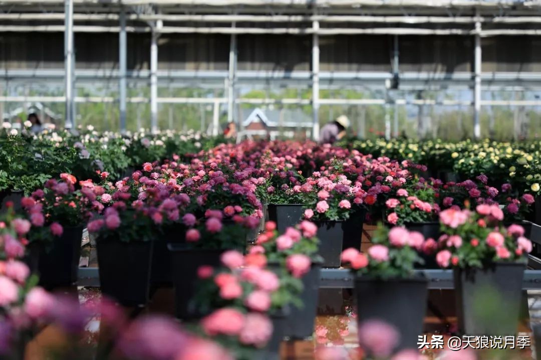 都说“最美人间四月天”，应该就是月季开花的模样吧！