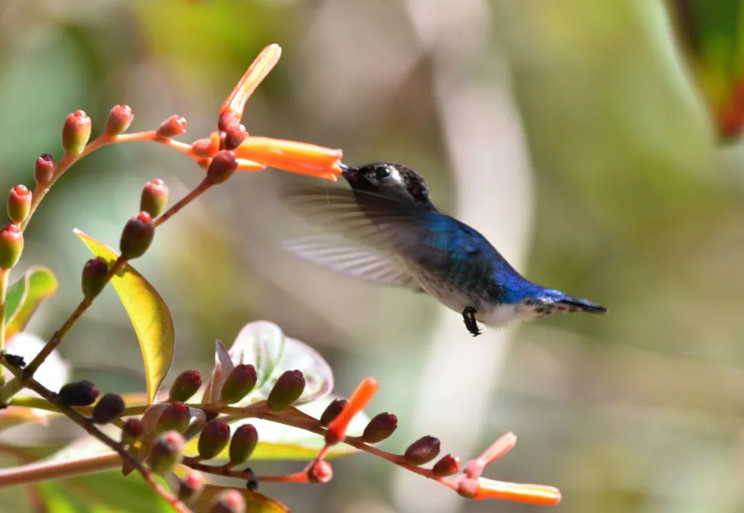 吸蜜蜂鸟简介,吸花蜜的鸟图片