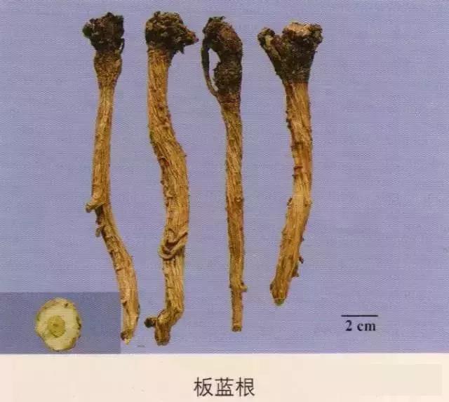 中药材图片大全大图带药名,200多味中药材图谱带图