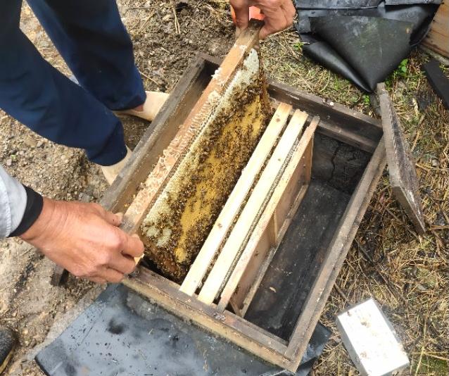 中蜂强行人工分群会急造王台吗,中蜂格子箱能进行人工分群吗