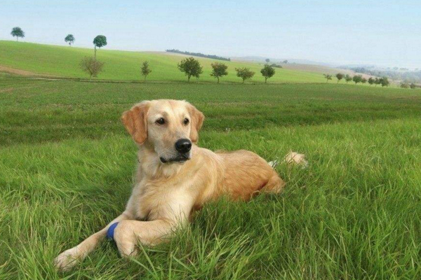 狗子被蜱虫咬了，不要直接拔除，以免处理不当导致发炎！