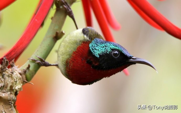 鸟类的拍摄技巧,鸟类摄影要掌握这些技巧知识