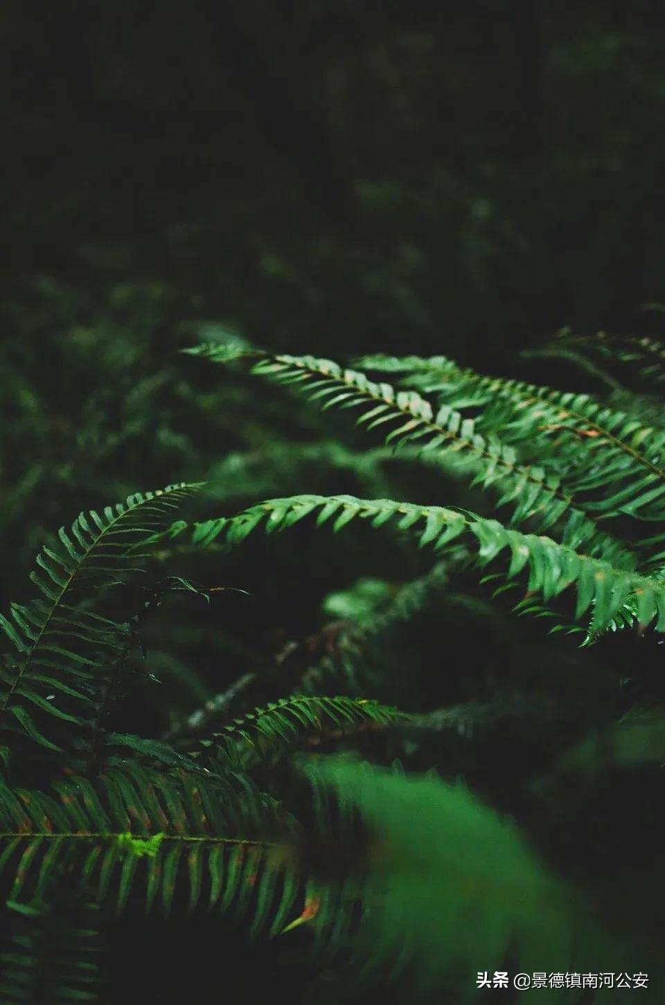 不觉夏已深故人相念否感言,忽觉夏已深诗句