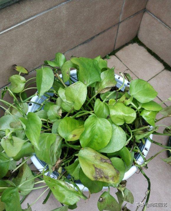绿萝养不好总是黄叶子是怎么回事,养护绿萝出现了黄叶怎么办