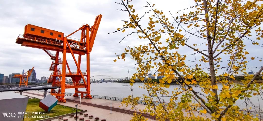 上海银杏叶打卡的地方,上海周边哪里有银杏叶