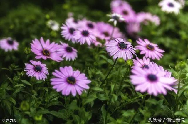 摘抄托物言志诗句,课外阅读托物言志的古诗抄一首