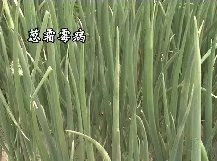 生物防治韭菜大葱病虫害,虫螨腈对大葱的病虫害防治