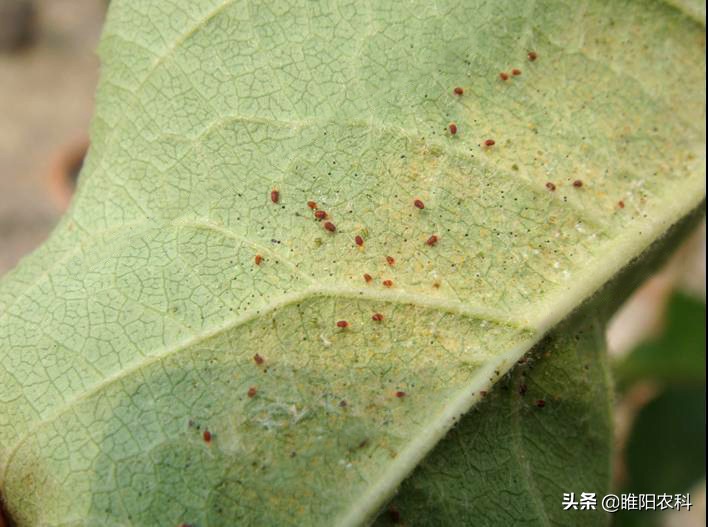 阿维菌素对红蜘蛛成螨的防治效果,杀红蜘蛛成螨的药有哪些